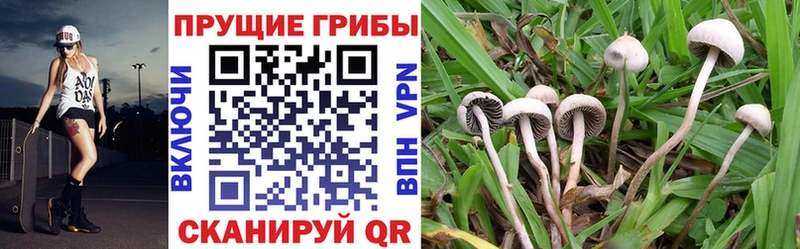даркнет как зайти  как найти закладки  OMG ссылка  Дюртюли  Галлюциногенные грибы Psilocybe 